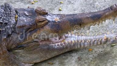 鳄鱼在动物园的地面上有一个开放的嘴巴谎言。 泰国。 亚洲。